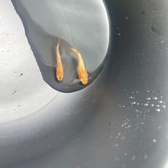 高級メダカ 王華(若魚) or 有精卵  高級魚 ラメ オレンジ プラス料金でGEX水槽 ロカボーイ 注意事項あり ビオトープ 水槽の画像