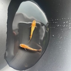 高級メダカ 王華(若魚) or 有精卵  高級魚 ラメ オレンジ...