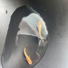 高級メダカ 王華(若魚) or 有精卵  高級魚 ラメ オレンジ プラス料金でGEX水槽 ロカボーイ 注意事項あり ビオトープ 水槽の画像