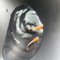 高級メダカ 王華(若魚) or 有精卵  高級魚 ラメ オレンジ プラス料金でGEX水槽 ロカボーイ 注意事項あり ビオトープ 水槽の画像