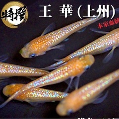 高級メダカ 王華(若魚) or 有精卵  高級魚 ラメ オレンジ プラス料金でGEX水槽 ロカボーイ 注意事項あり ビオトープ 水槽の画像