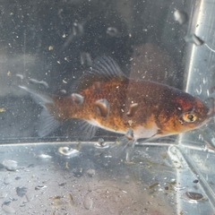 墨和金 銀鱗墨和金 変わり和金 金魚 ⑩の画像