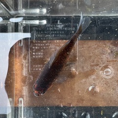 墨和金 銀鱗墨和金 変わり和金 金魚 ⑩の画像