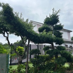 松
の画像