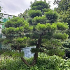 松
の画像