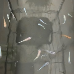 メダカの画像