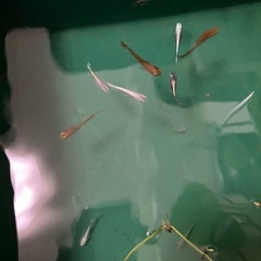 メダカの画像
