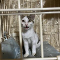 自宅の周りで子猫を保護しました。