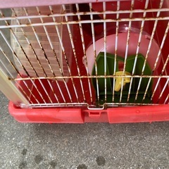 小動物用ケージ(天井、壁、床は劣化の為破棄します)、回し車‪×2、ハウスの画像