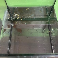 めだか　宮桜　10匹の画像