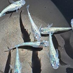 メダカ　ヒミツヘイキ　ブルータイプ（２ペア）の画像