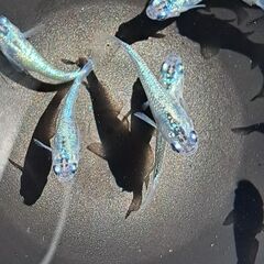 メダカ　ヒミツヘイキ　ブルータイプ（２ペア）の画像