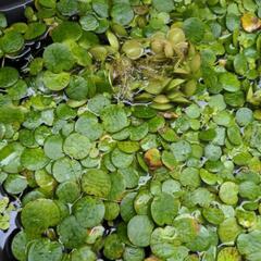 【無料】水草  その1の画像