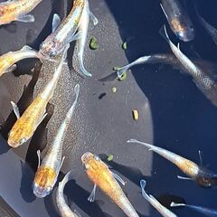 メダカ　朱光菊（１ペア）