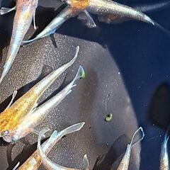 メダカ　朱光菊（２ペア）の画像