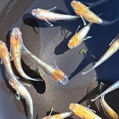 メダカ　朱光菊（２ペア）の画像