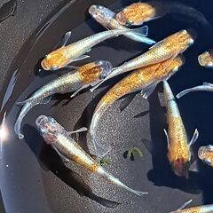 メダカ　朱光菊（２ペア）の画像