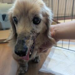 15歳のミニチュアダックス（雄）里親募集｜人懐っこい老犬です − 茨城県