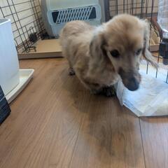15歳のミニチュアダックス（雄）里親募集｜人懐っこい老犬です - 犬