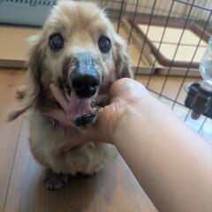 15歳のミニチュアダックス（雄）里親募集｜人懐っこい老犬です