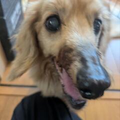 15歳のミニチュアダックス（雄）里親募集｜人懐っこい老犬です - 那珂市