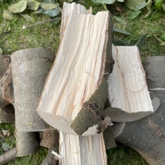 シマトネリコの木