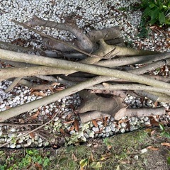 シマトネリコの木の画像