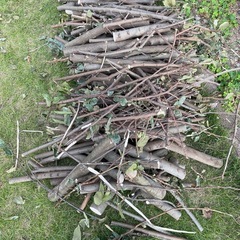 シマトネリコの木の画像