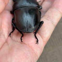 ２４年羽化　 ８６mmオオクワガタの画像
