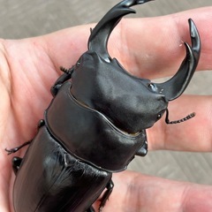２４年羽化　 ８６mmオオクワガタ