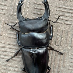 ２４年羽化　 ８６mmオオクワガタの画像