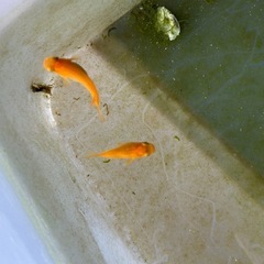 メダカ　紅帝ダルマ　稚魚10匹の画像