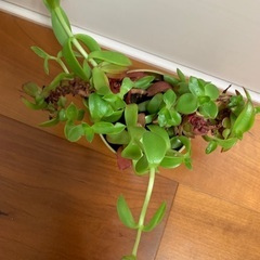 金の鉢植え 多肉植物の画像