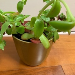 金の鉢植え 多肉植物の画像