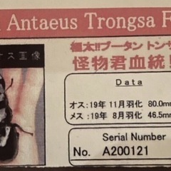 怪物君血統ブータンアンテ♂B品の画像