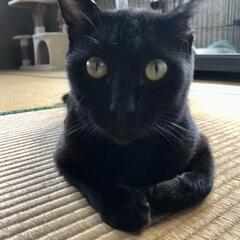 足は悪いが性格◎。黒猫バギーラ君