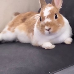 うさぎ🐇