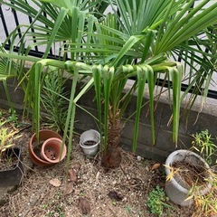 ヤシの木の画像