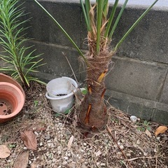 ヤシの木の画像