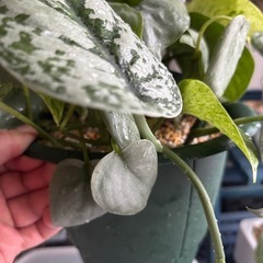 ポトス　スキンダプサス　寄せ植え　観葉植物の画像