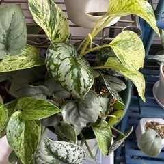 ポトス　スキンダプサス　寄せ植え　観葉植物の画像