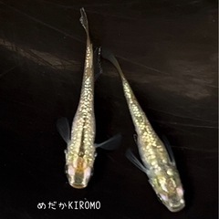 【産卵中】現物販売 シャンパンゴールドラメメダカ 1ペア ※2024年生まれ、室外冬越し個体の画像