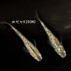 【産卵中】現物販売 シャンパンゴールドラメメダカ 1ペア ※2024年生まれ、室外冬越し個体の画像
