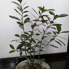 植物(名前不明)の画像