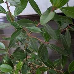植物(名前不明)の画像