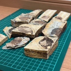 本物　貴重な木の葉　化石　まとめ売り！の画像