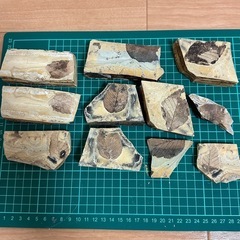 本物　貴重な木の葉　化石　まとめ売り！の画像