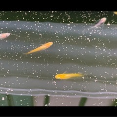 ♢可愛いアースアイmixメダカ♢の画像