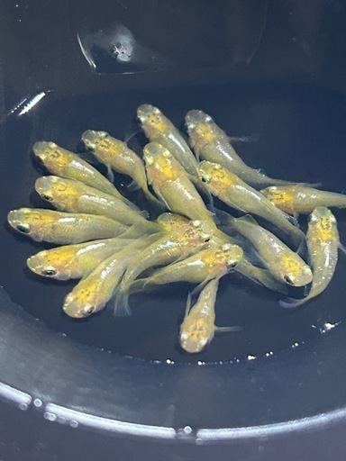 【ダルマメダカ】黄金べっ甲ダルマ8ペア＋10匹