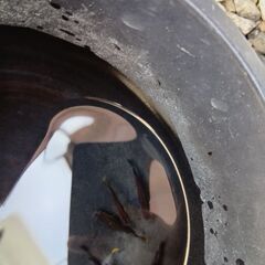 黒夢ブルーメダカ稚魚10匹の画像